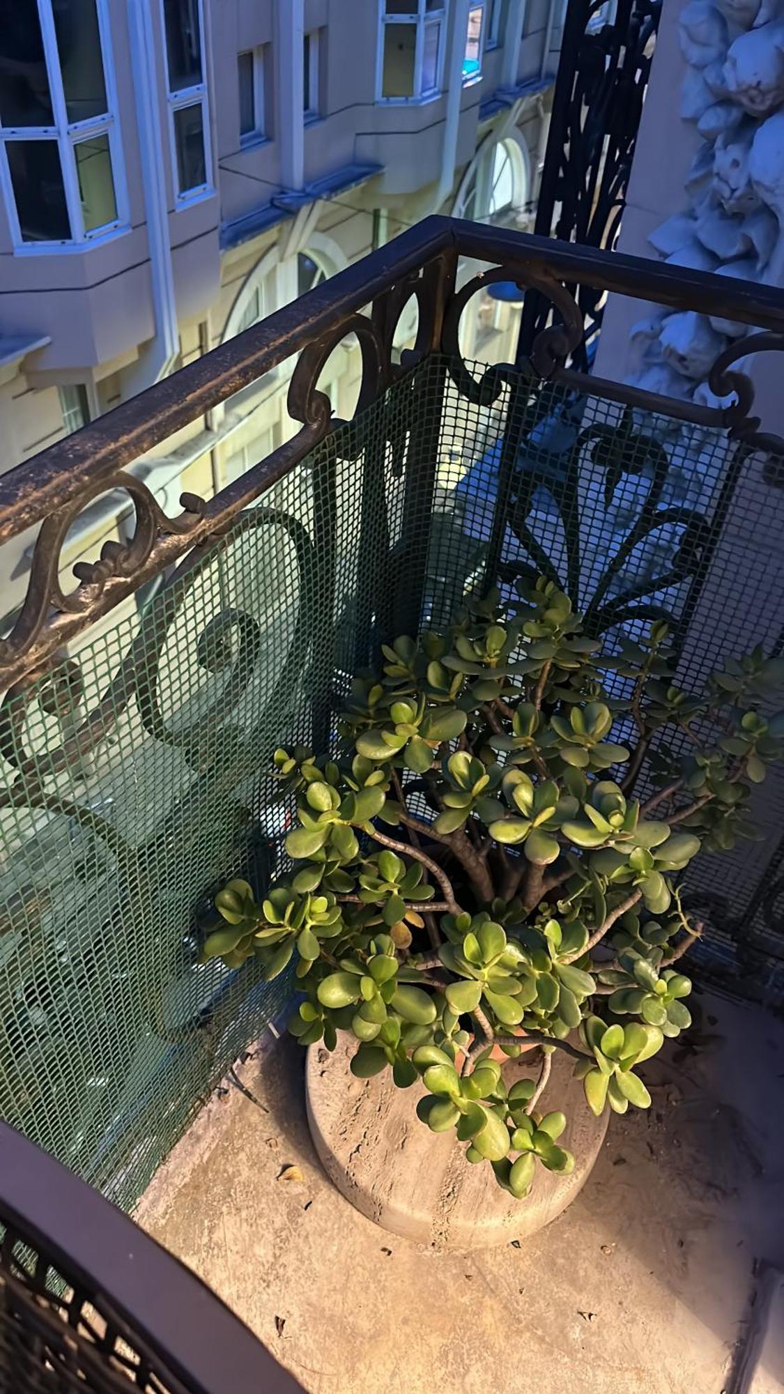 La Victoire * Monte Carlo